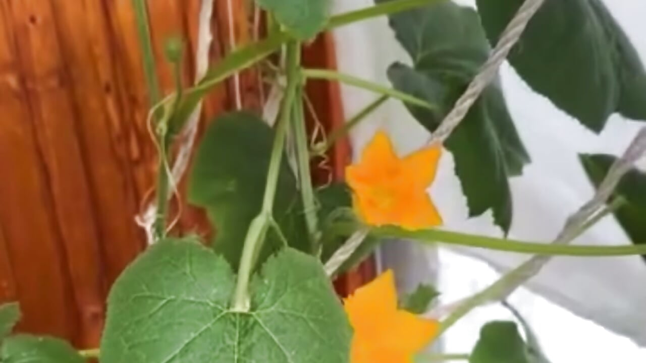 It is gaining growth and strength - video by Var_Kiss cam model