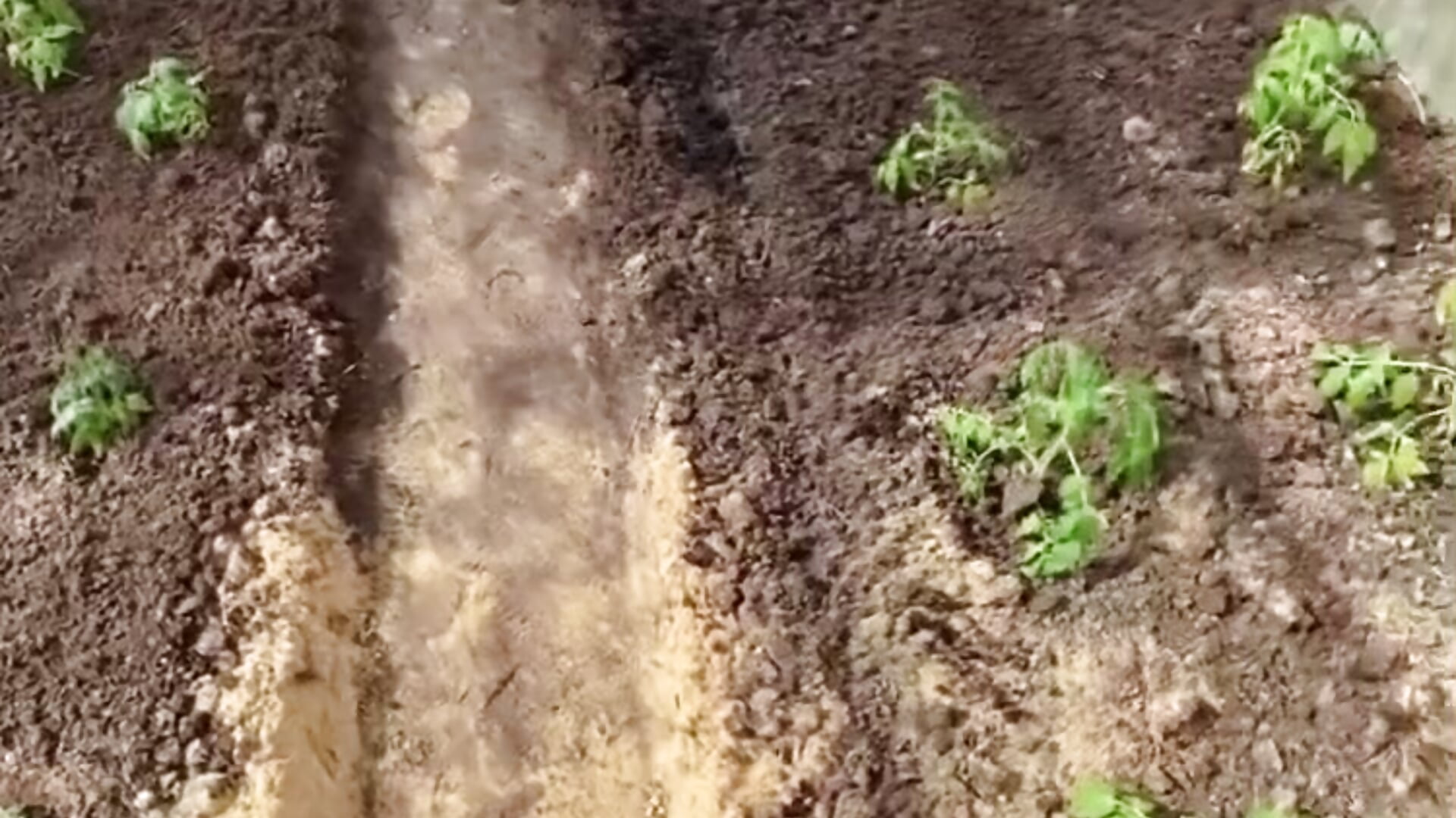 My tomatoes - video by Var_Kiss cam model