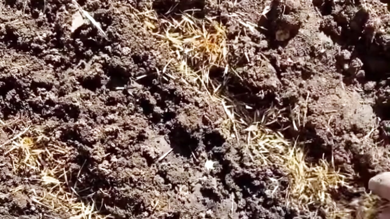planting seeds - video by Var_Kiss cam model
