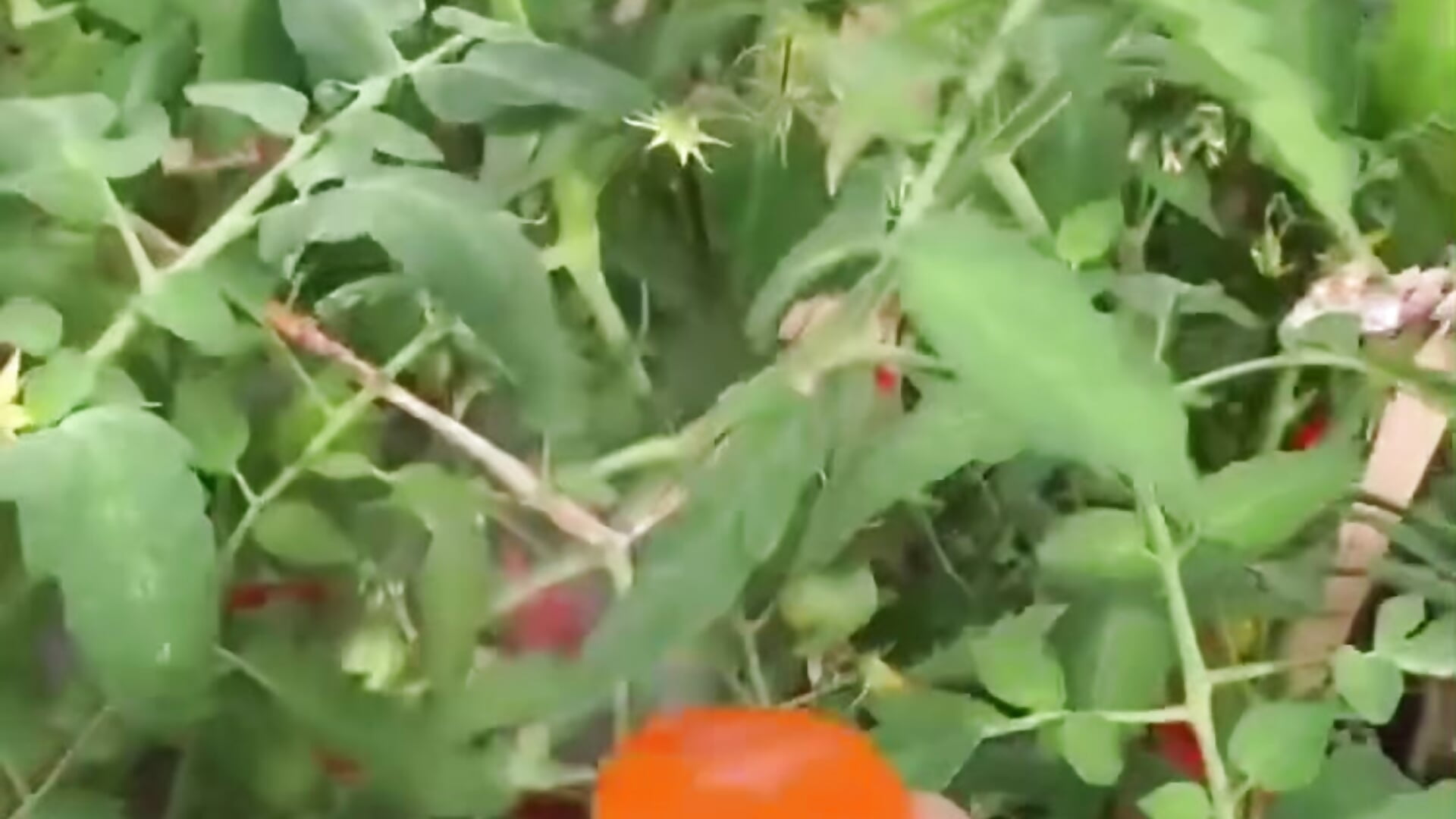 my vegetable garden - video by Var_Kiss cam model
