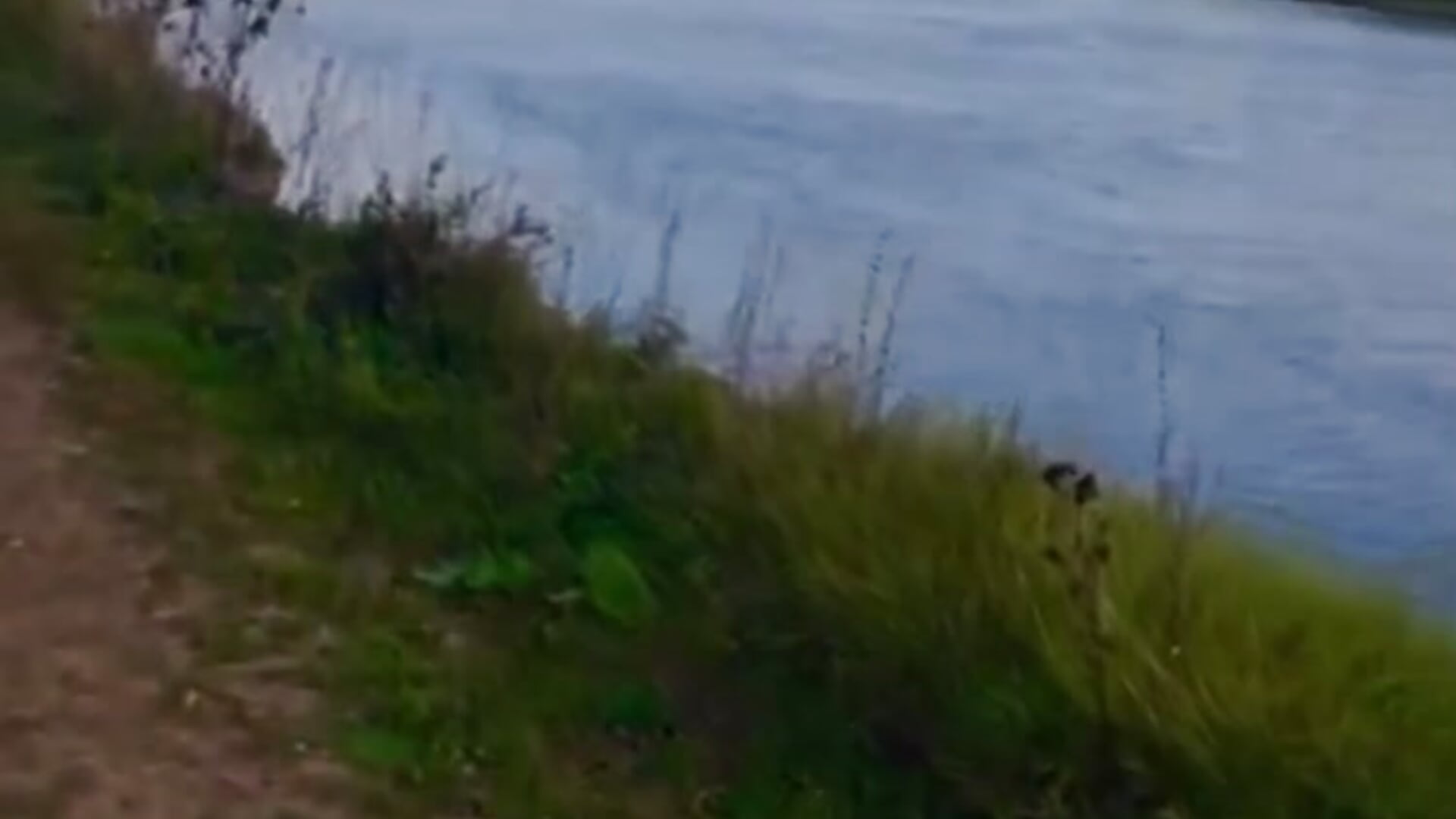 good horsewoman - video by Var_Kiss cam model