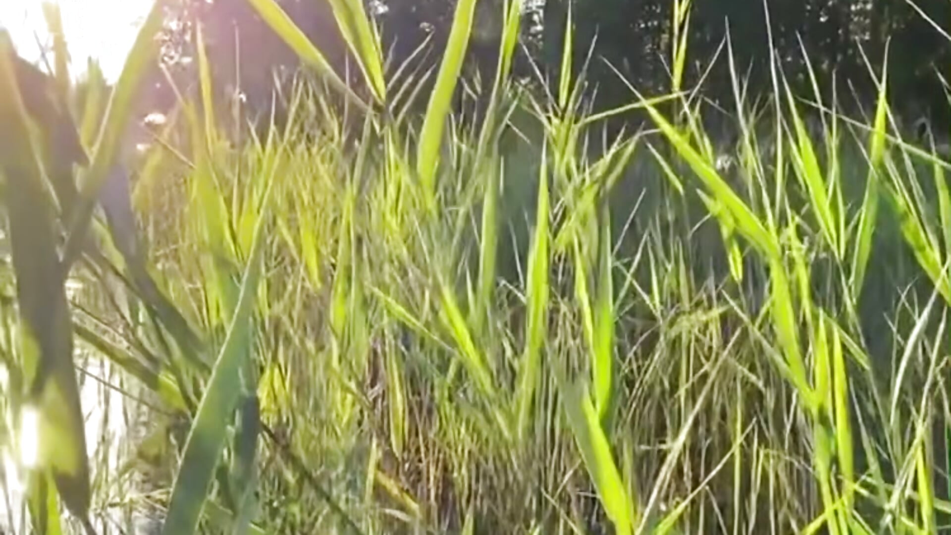 Music of nature - video by Var_Kiss cam model