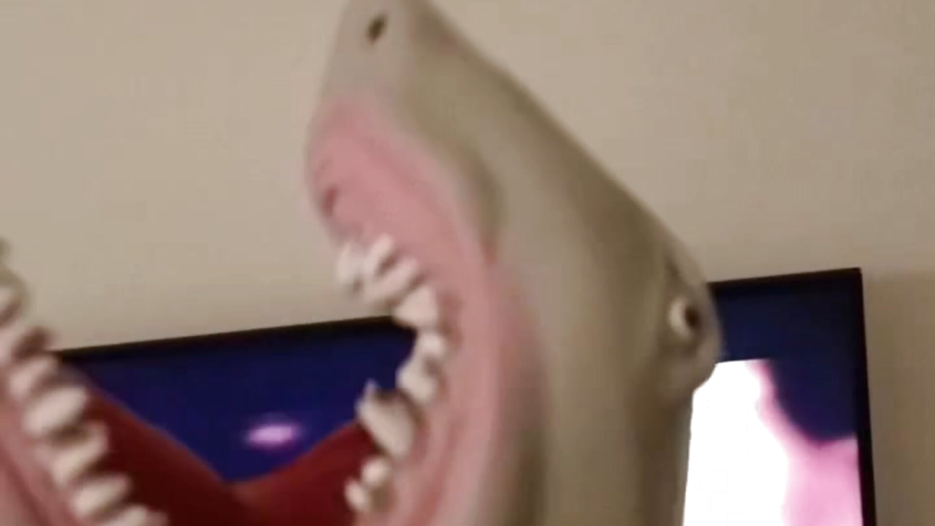 Sharky singing - video Ali_Cooper kameramallilta