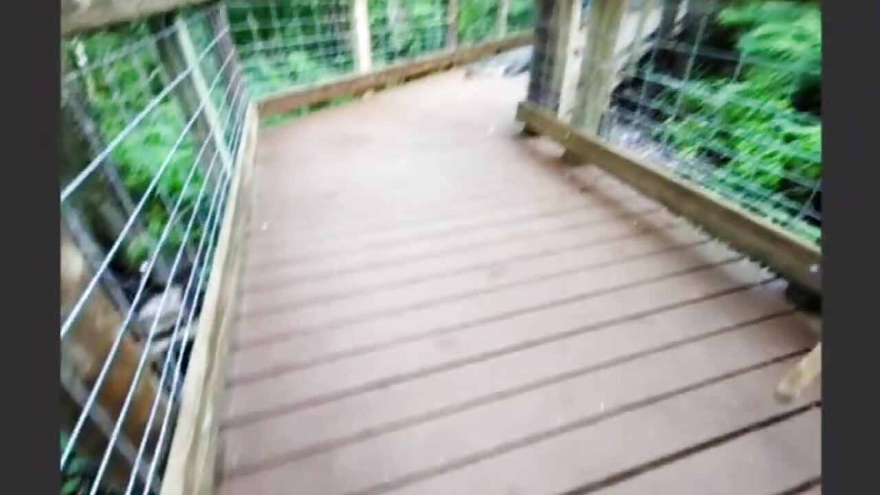Wild Alligator (yes, a wild Alligator) caught on stream... - video av MarlaFknSinger cam-modell