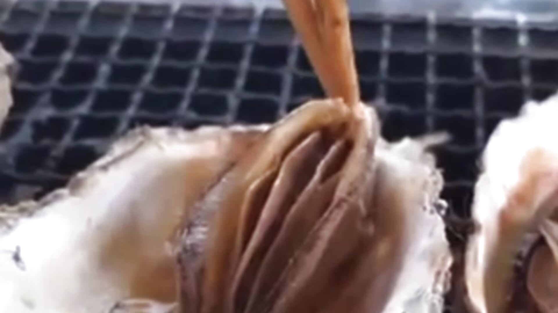 hot oyster - Video von LindyVSAndy Cam-Model