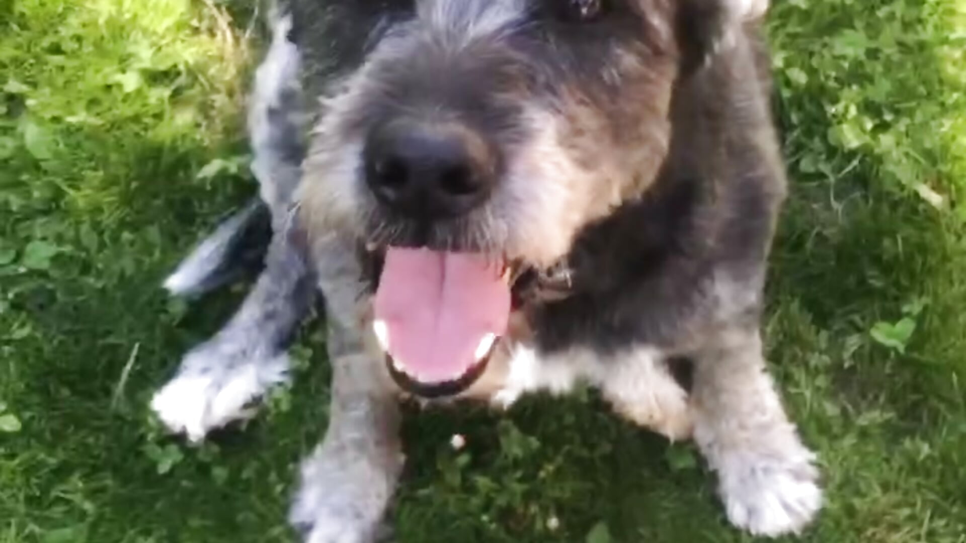 my dogs - video by RaOfMillionCums cam model