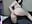 ♡ ass tease ♡ - video by -m00n-