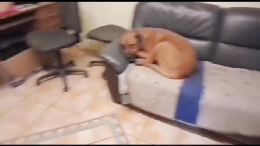 I love to feed, help animals,