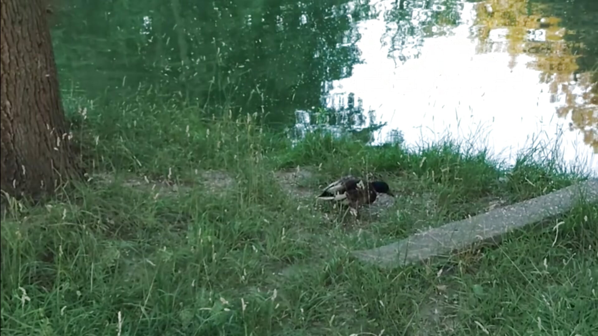 Kaczki🦆 - clip cu CitratedPaean model videochat