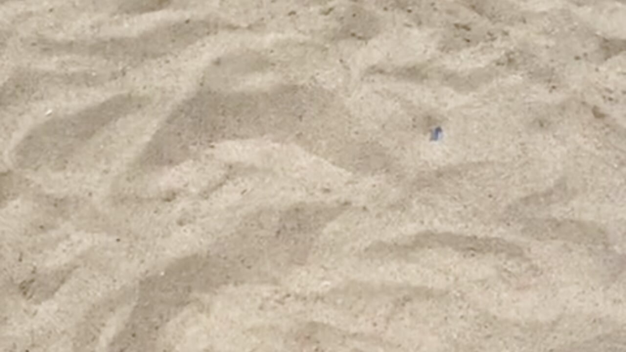 Hot feet in  hot sand 😼
