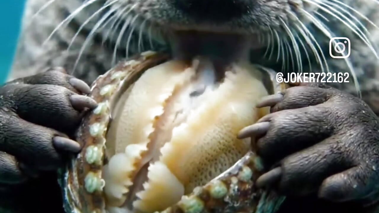 1000119267 - video by WanelMoreno cam model