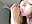 Licking toes - sucking toes - video by xxxnba cam model