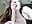 incredible blowjob - playing with tongue with the tip of your cock - video by xxxnba cam model