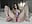 fucking my pussy hard with dildo /oiled body/ oiled tits - video by xxxnba cam model