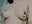 nipples clamps - video by xxxnba cam model