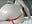 Bouncing oiled ass - video by xxxnba cam model