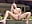Poolside Squirt - video by hayleex_x cam model