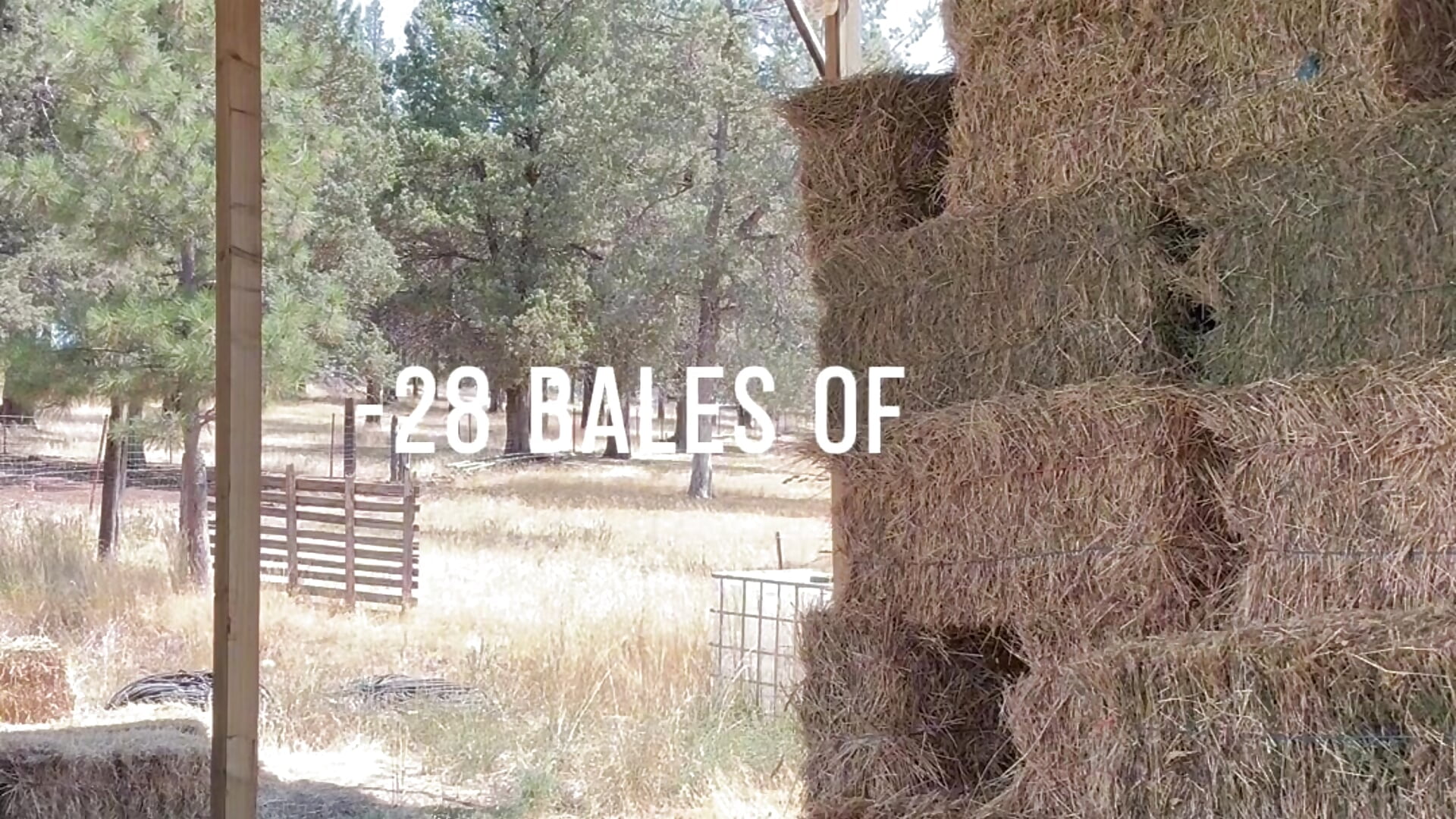 Hay! homestead helping hands!!! - video by GoldenFlameGoddess cam model