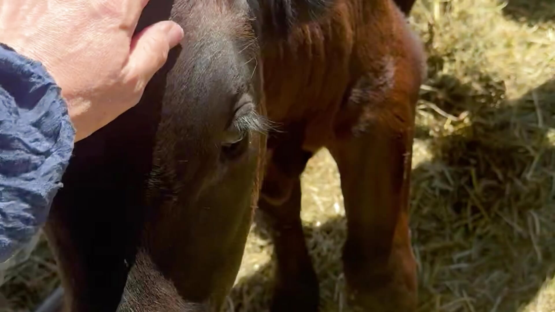 bull