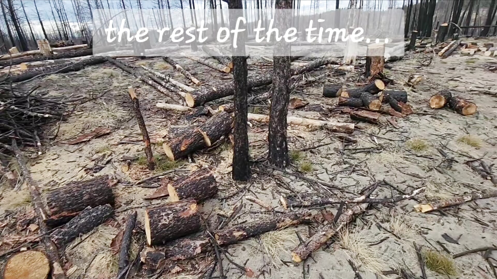 Do you have a real job, or just play with your 😹🐎🐄🐷🐐🐕🦆🐰🕊 all day?!? - video by GoldenFlameGoddess cam model