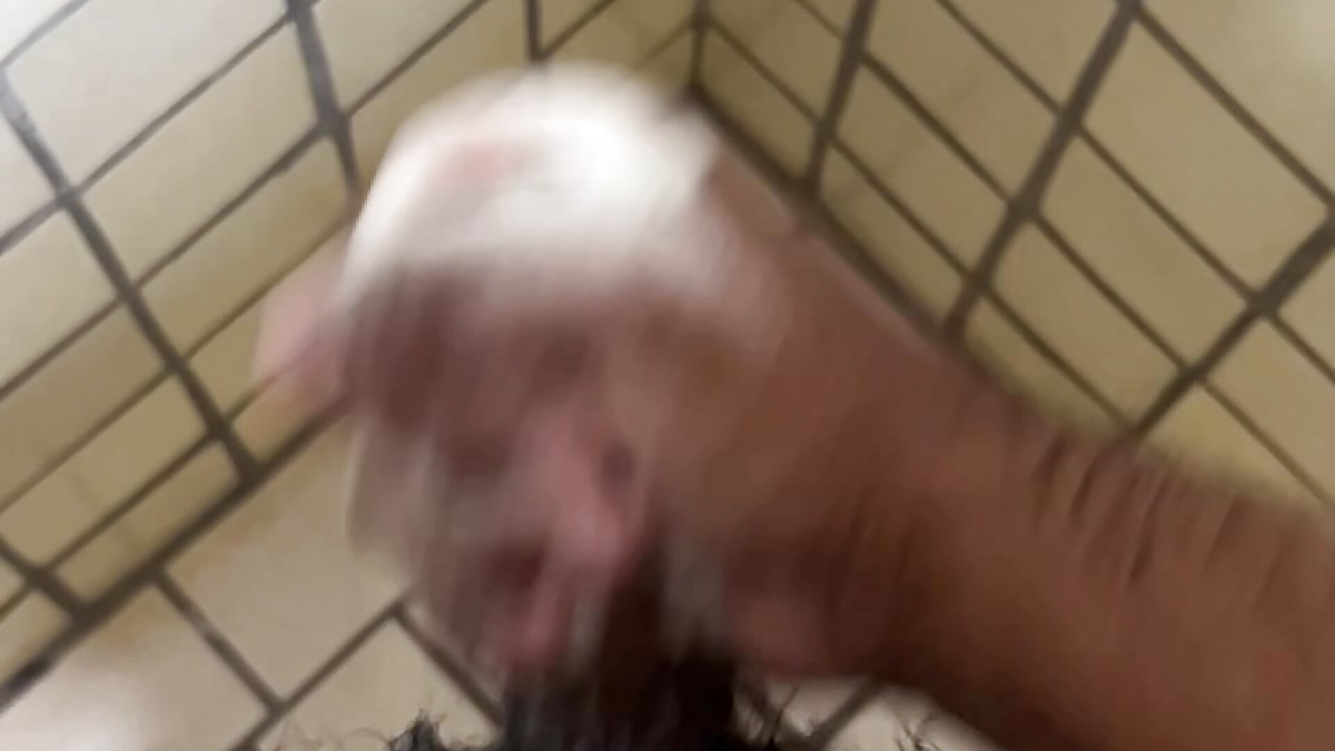 Cachondito