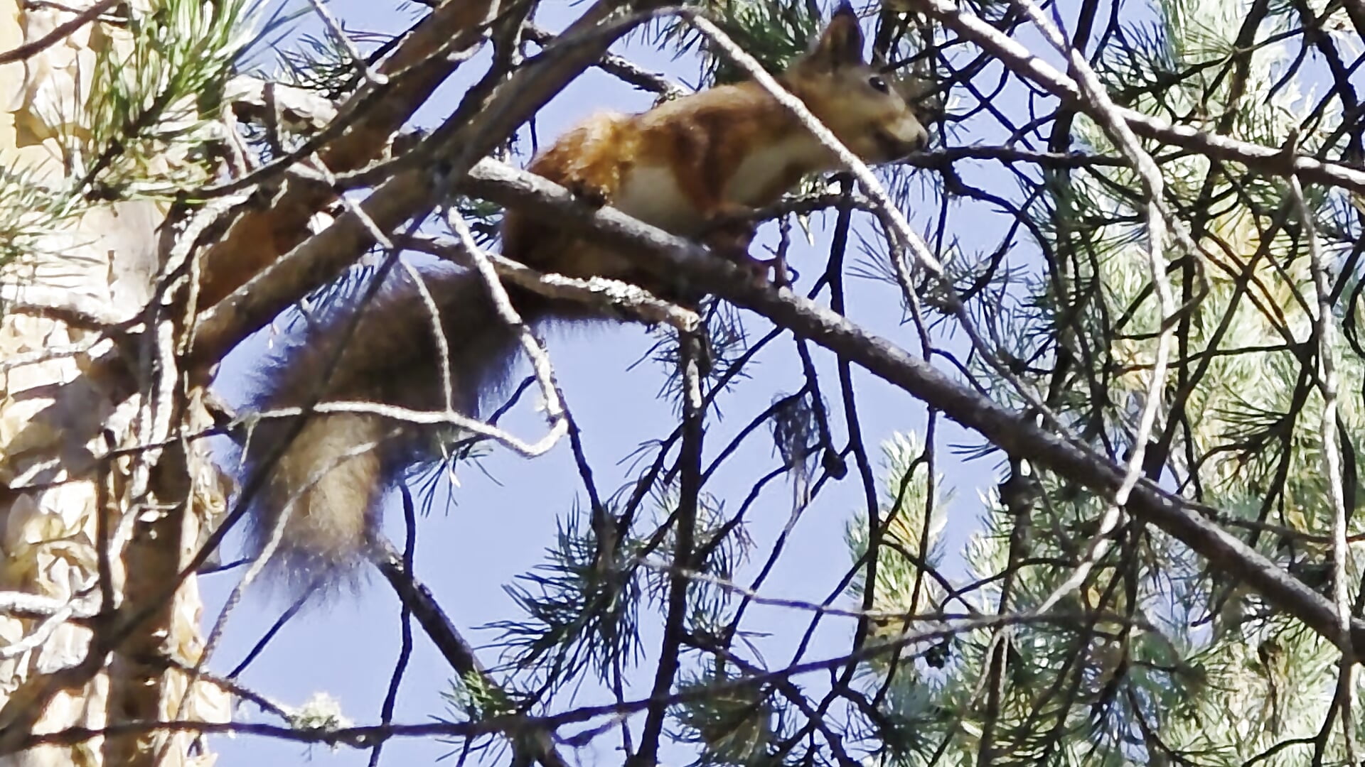 A bit of nature for your  feed - vídeo de la modelo de cam Your_Liza