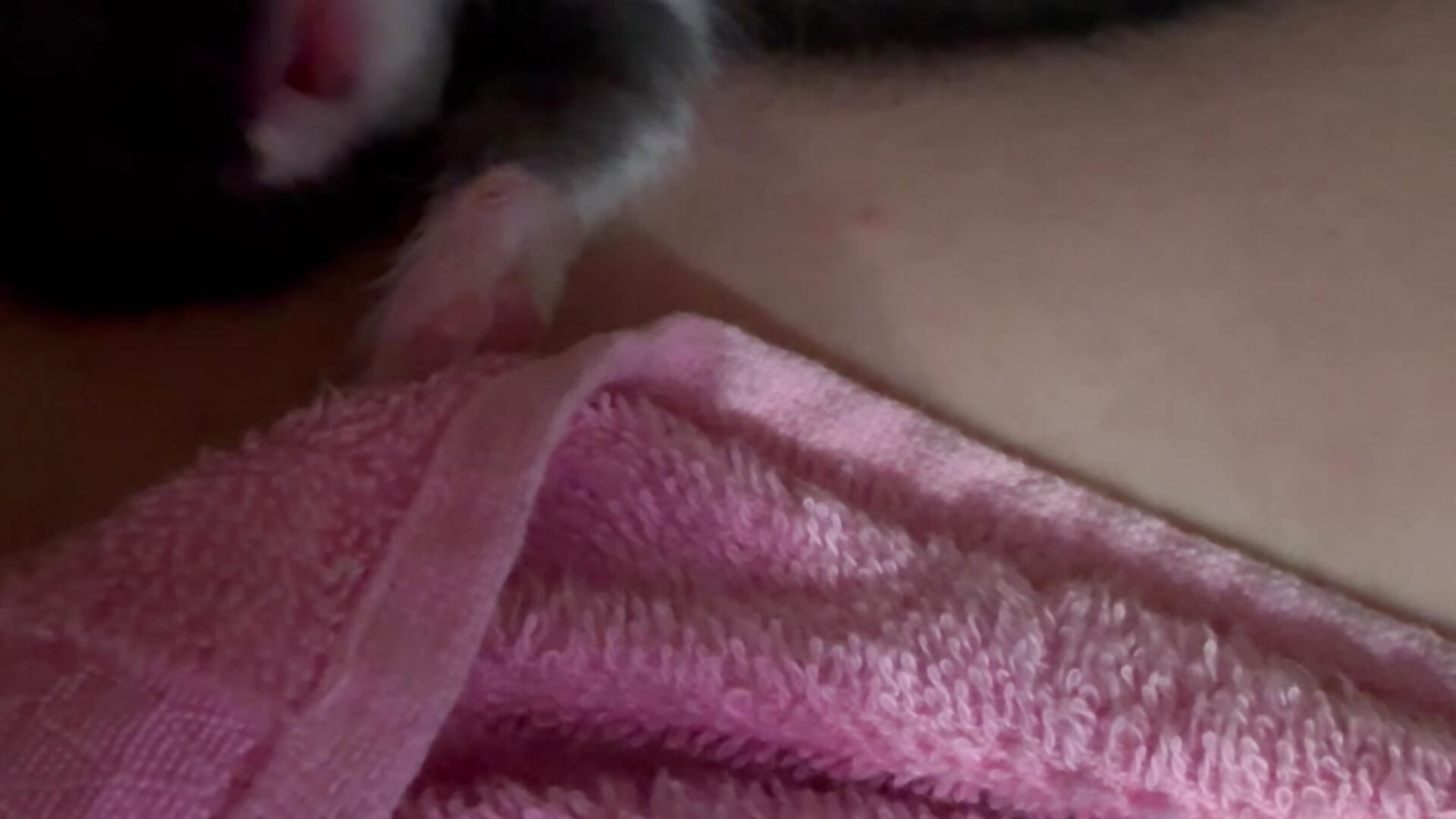 Playing with a kitten - відео від вебкаммоделі Your_Liza