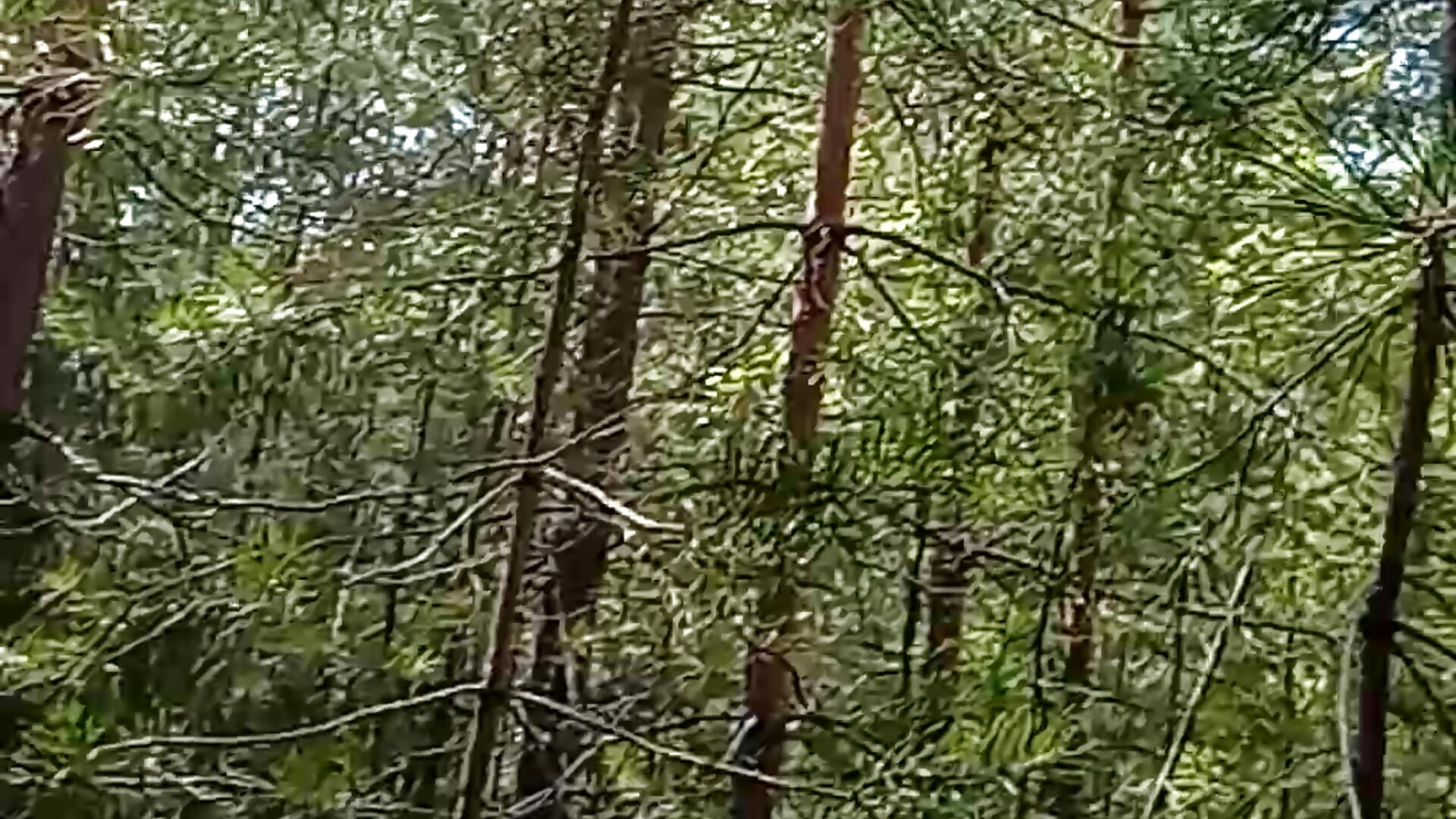 mushroom hunt - відео від вебкаммоделі Your_Liza