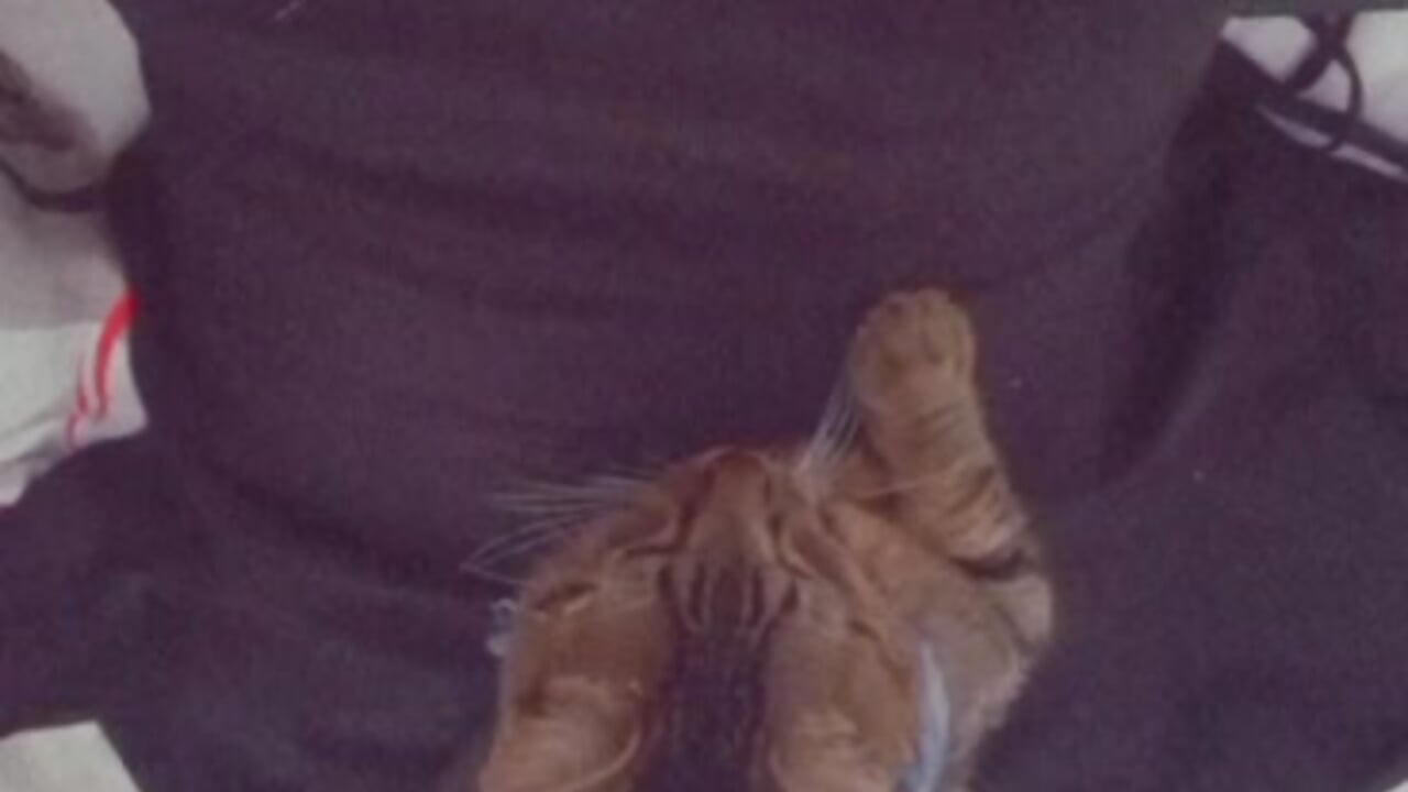 My small cat