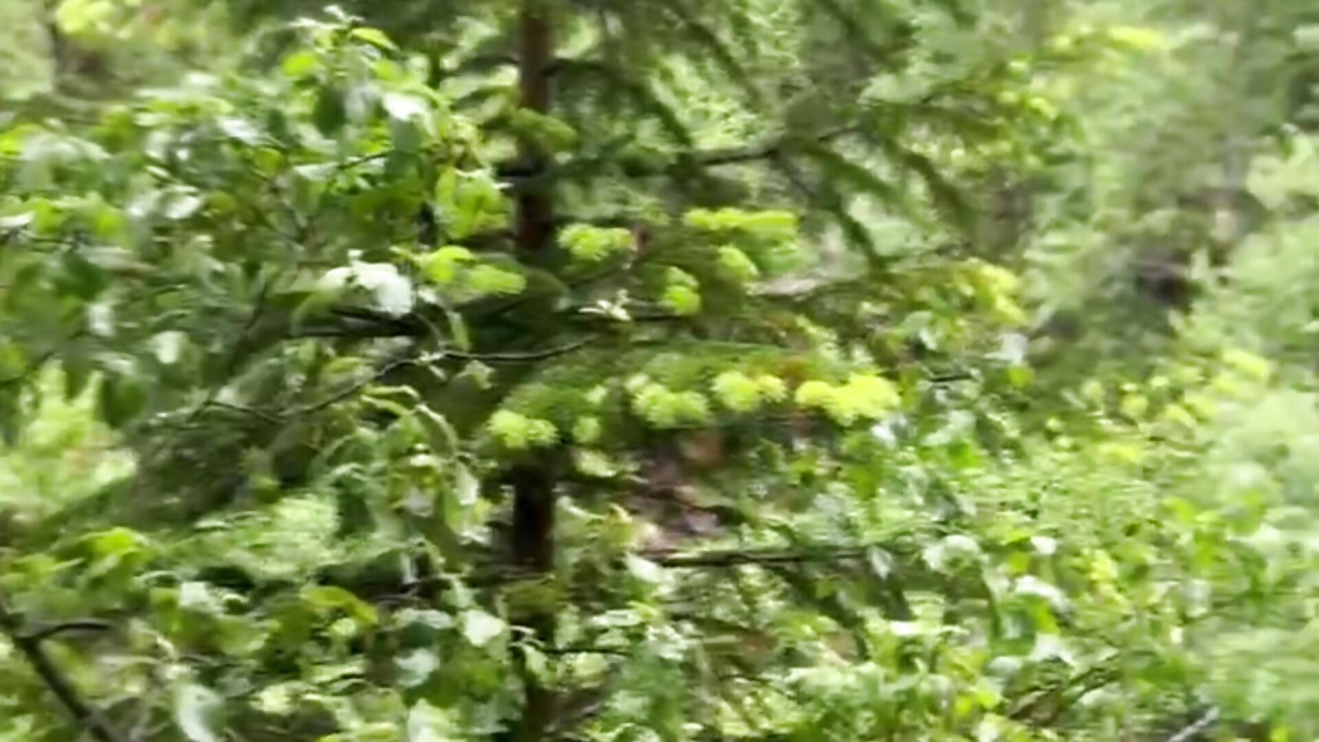 trim,90A320EC-4771-4F85-994A-A430B299FDFA - video by MistyBarnes cam model