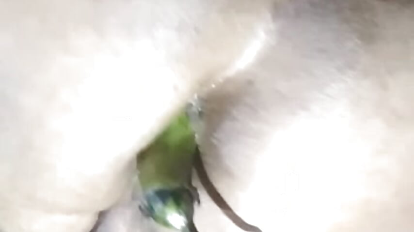 Nice fuck - vidéo du modèle de showcams BROWN_INDIAN_DADDY