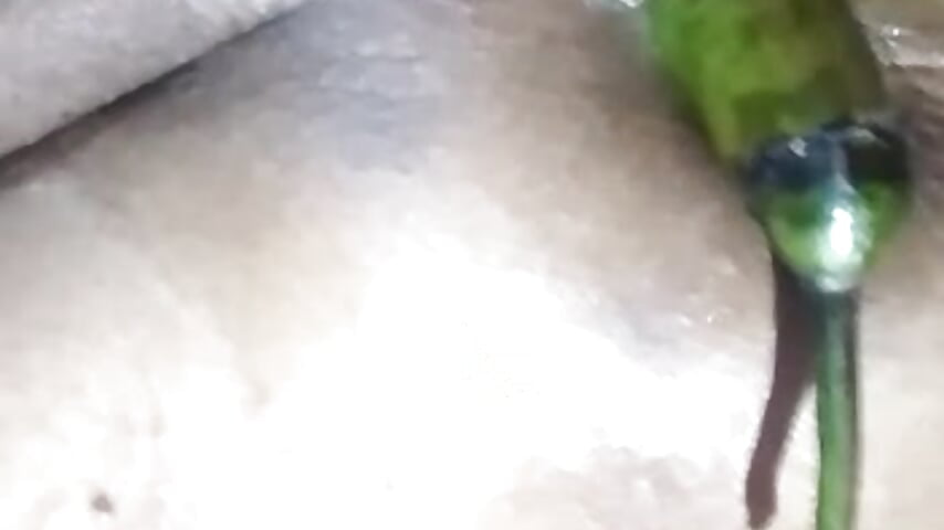 My Lovely Assfuck with - vidéo du modèle de showcams BROWN_INDIAN_DADDY