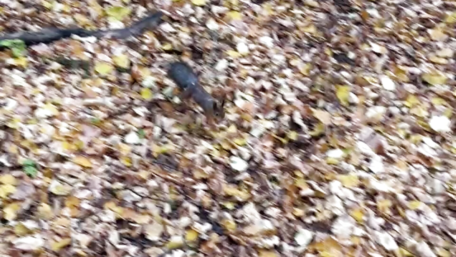 A date with a squirrel - video van NoraVelour cam-model