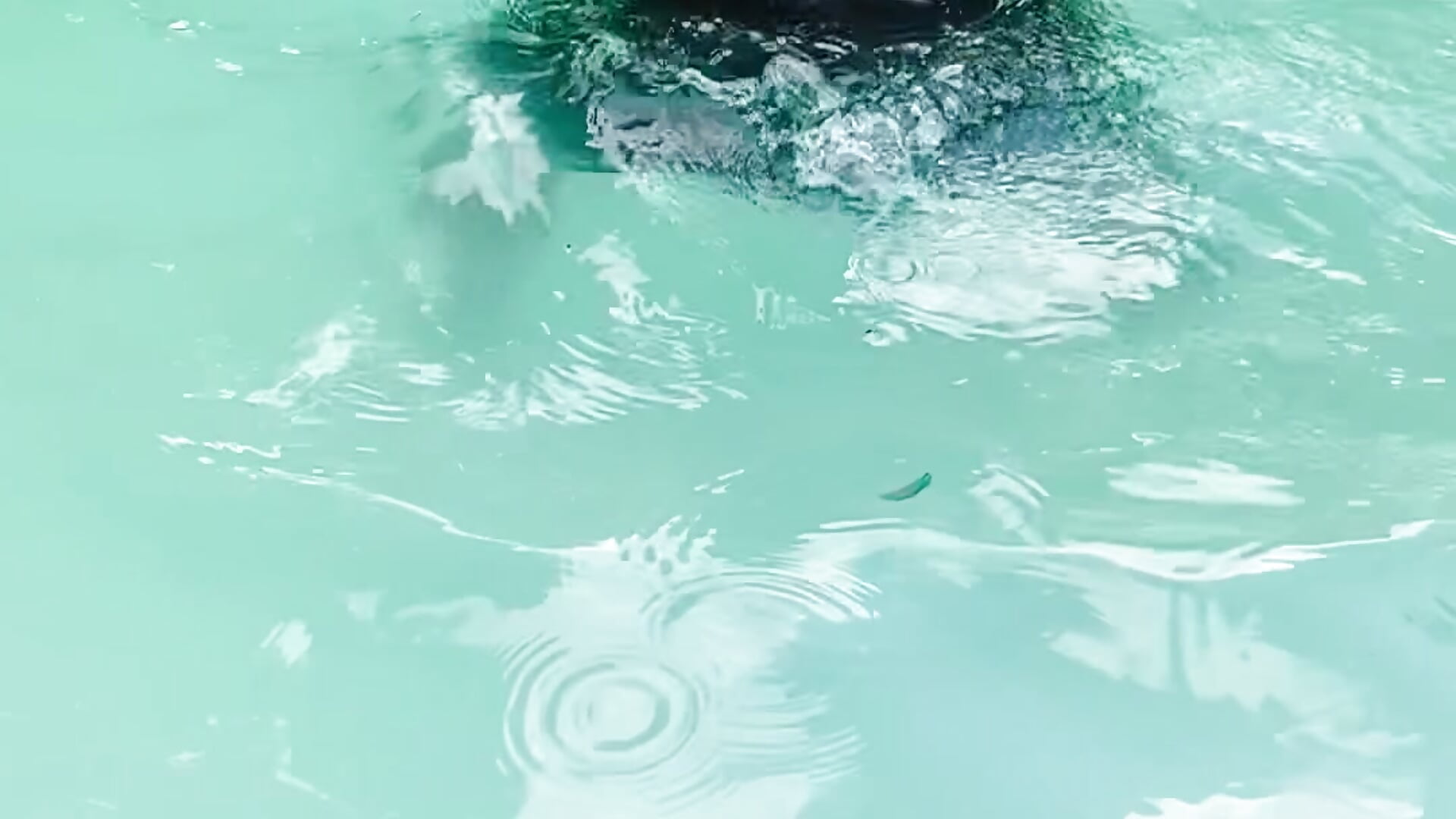 Please add me as your favorite daddy🥹♥️ - video by LoveBustyX cam model