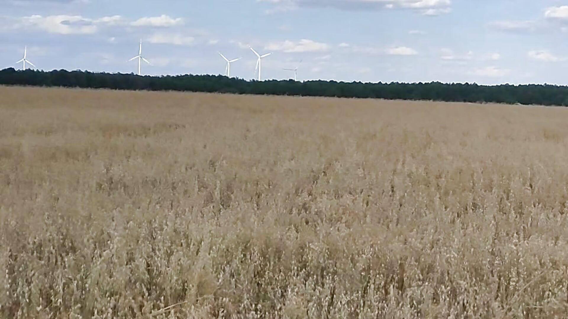 view on wheat field