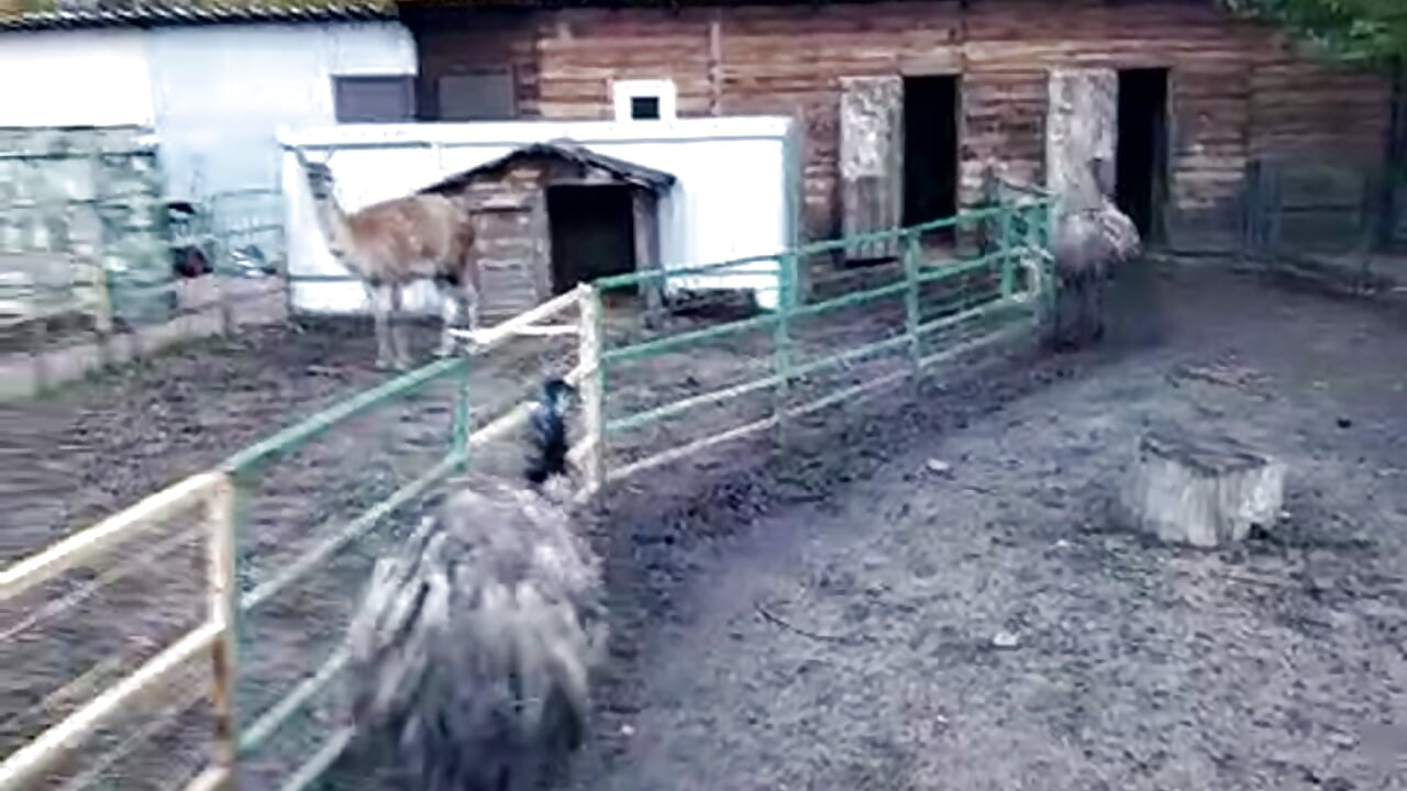 At the petting zoo🪶Public Show - video oleh Celine_Faer1 kamera model