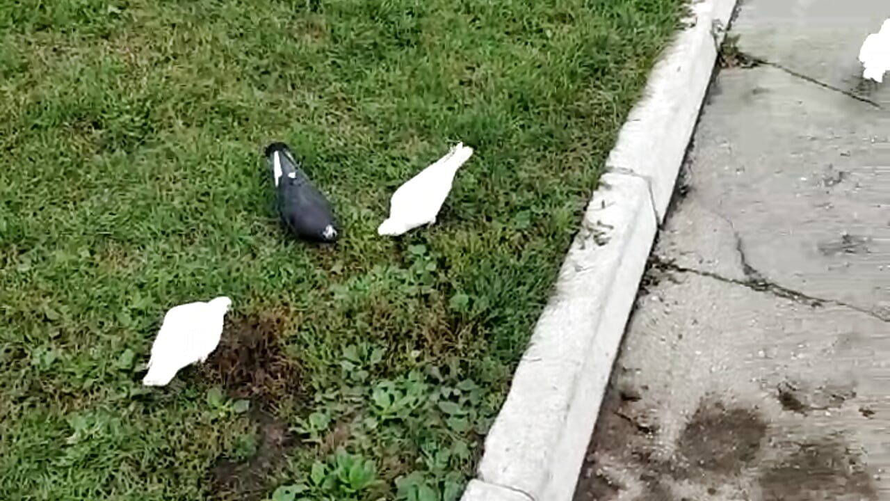 On a walk 🕊️🕊️🕊️ Public Show - vidéo du modèle de showcams Celine_Faer1