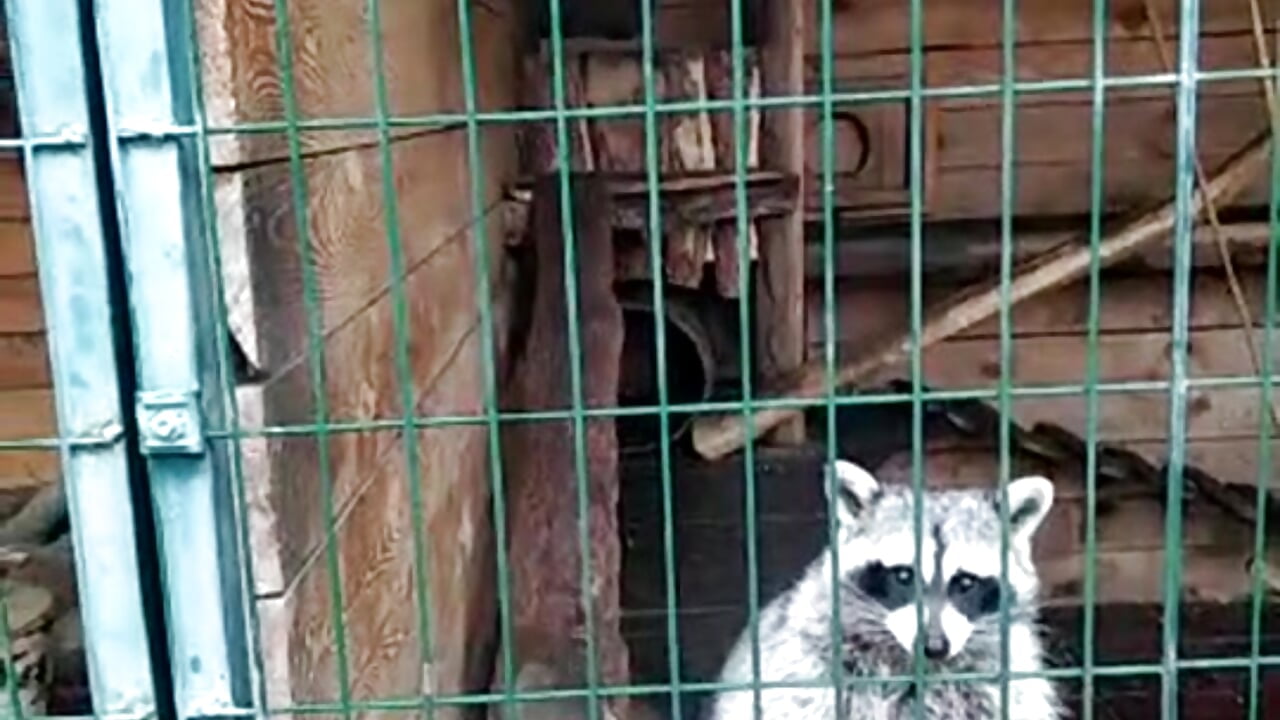 At the petting zoo🦝 Public Show - video oleh Celine_Faer1 kamera model