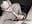 Babe sucking amazing dick - Vídeo de Midwestalpha