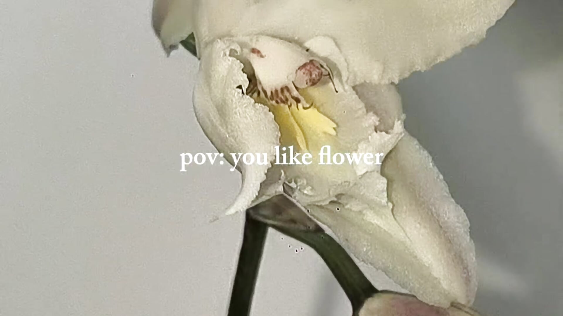 Odontoglossum crispum - відео від вебкаммоделі VickyJackson_