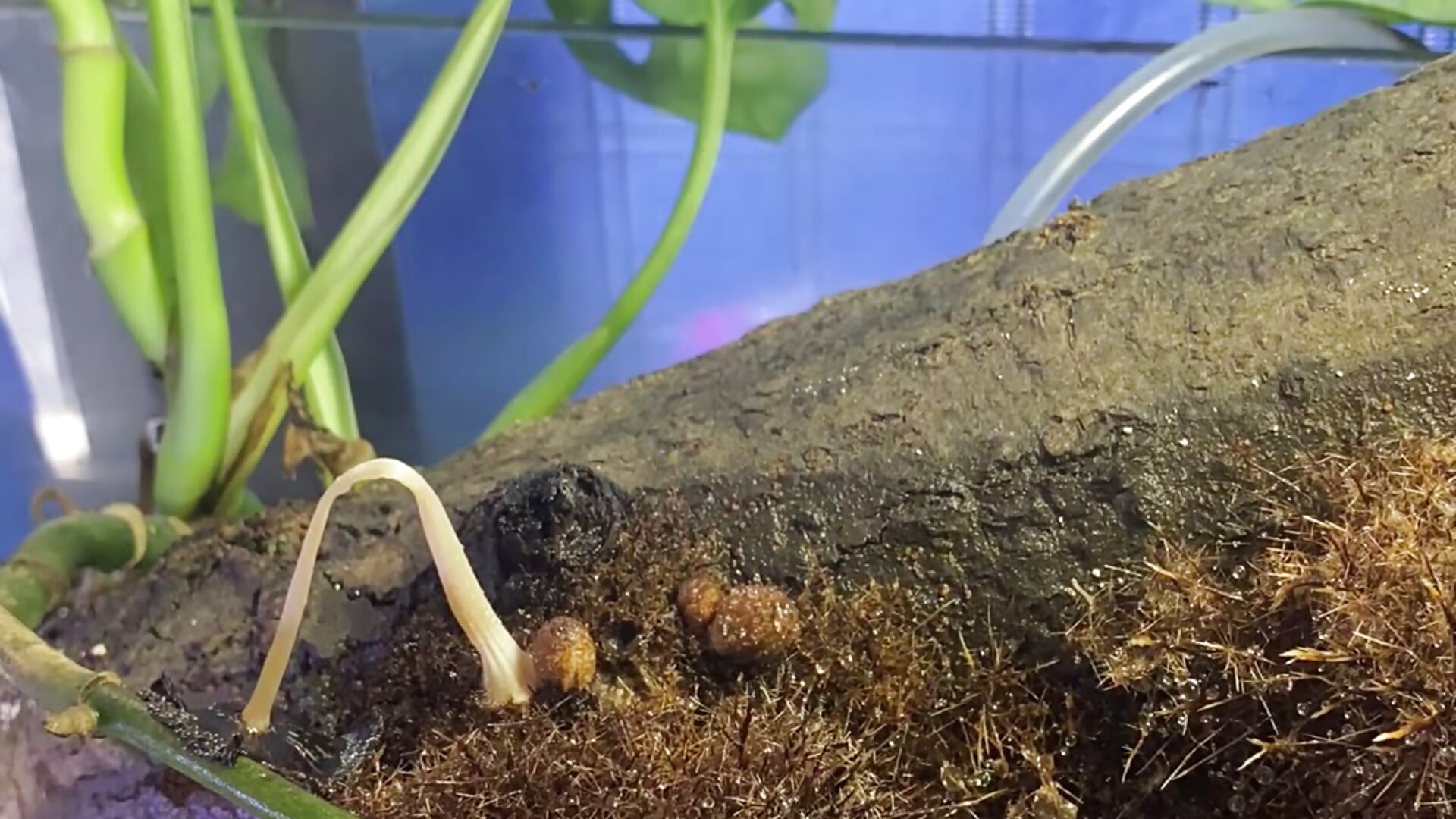 4 days of video the mushrooms of my aquarium - video av VickyJackson_ cam-modell