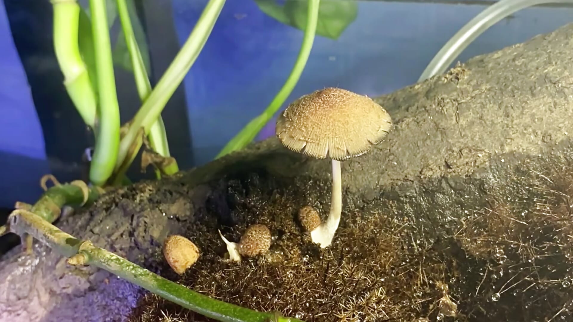4 days of video the mushrooms of my aquarium - video oleh VickyJackson_ kamera model