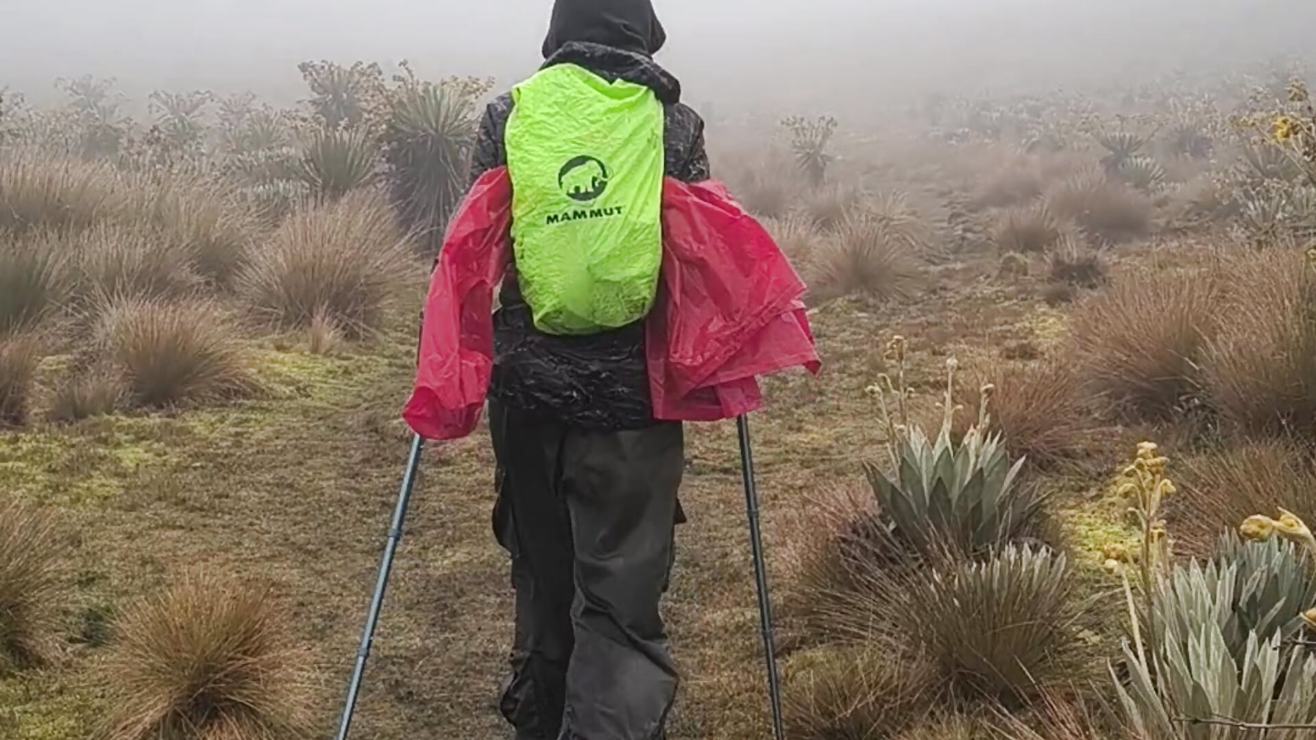 Páramo sumapaz－カメラキャストのVickyJackson_の動画