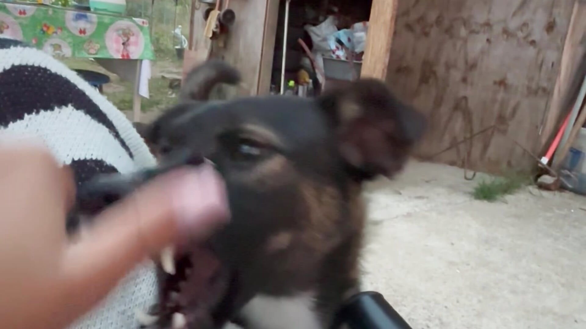 Me playin with my baby Blacky 😍😂🙈 precious moments - video by CelesteBailey cam model