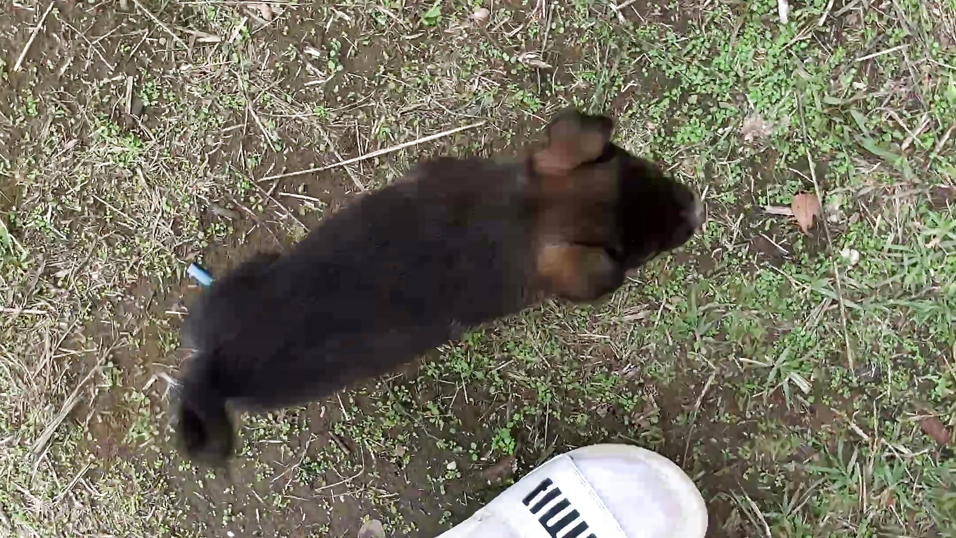 Say Hi to my new family member, Blacky! 💝 - video od modelky/modela CelesteBailey