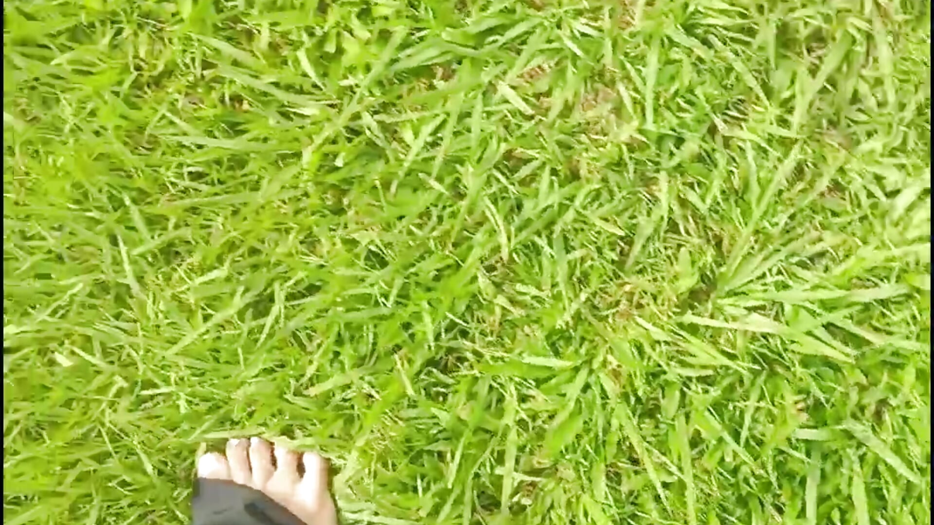 Enjoy my feet in the grass.🤪 - Alizon_1主播的视频