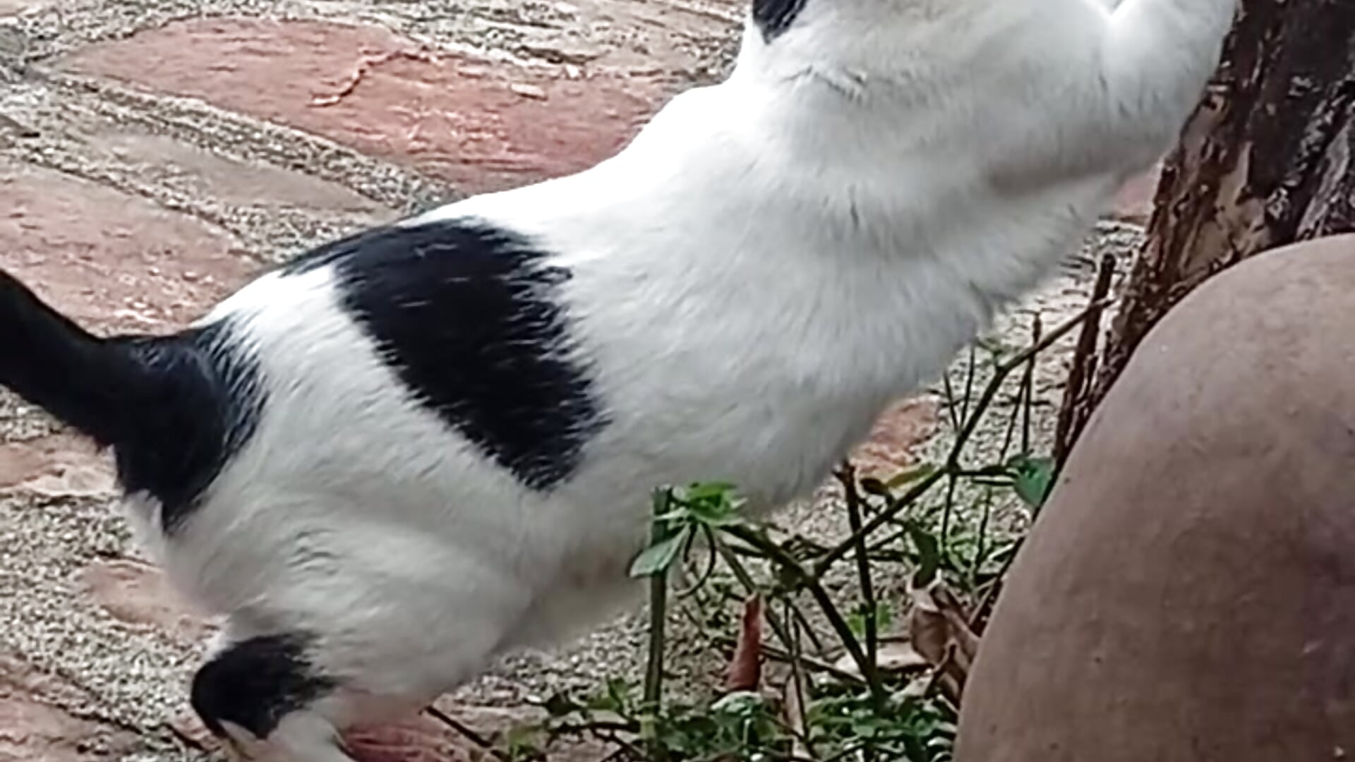 Manchas - video by Ch3m3l cam model