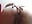 ANAL finger play fun! - video by AdaFawxx cam model