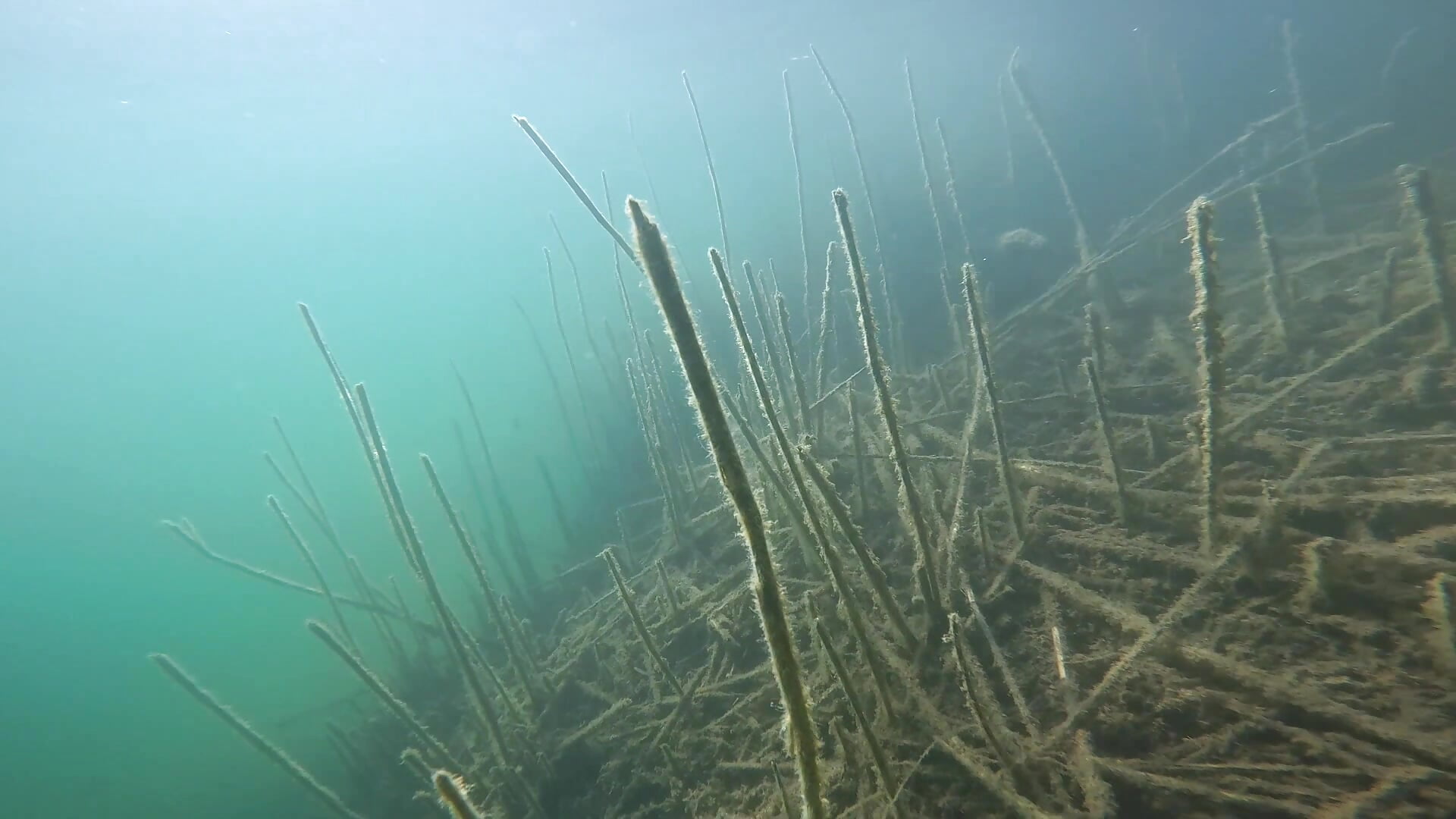 The first amateur water video. Thank you for supporting my hobby by purchasing this video. - Video von _Jane_Warren_ Cam-Model