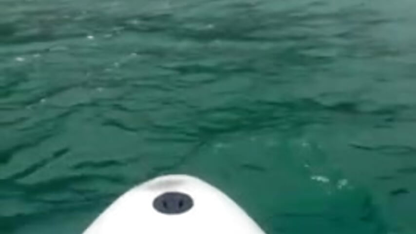 Let go of stress - give it wings and let it fly away - video di FinalAccord modella di cam
